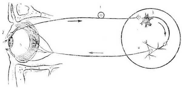 рефлекторная дуга вегетативного рефлекса