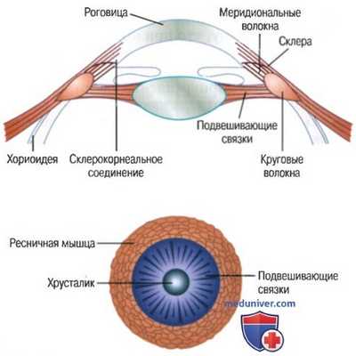 Оптика глаза. Редуцированный глаз