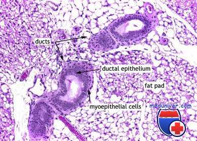 опухоли яичников