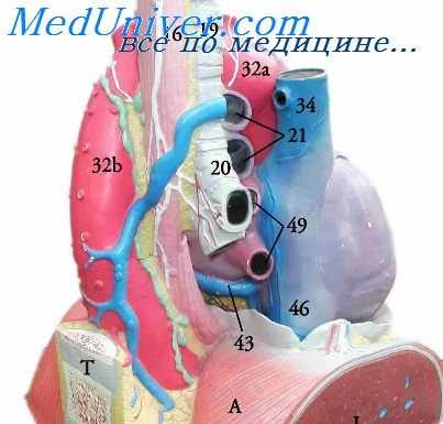 кисты средостения