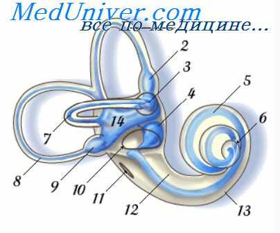 кортиев орган - аппарат слуха