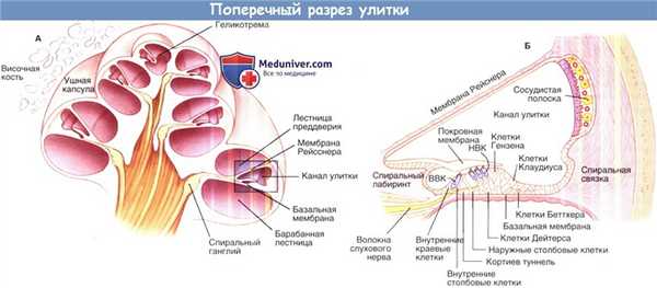 Поперечный разрез улитки