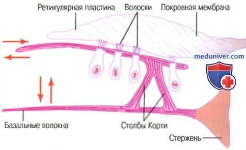 Орган Корти. Физиология и функция органа Корти