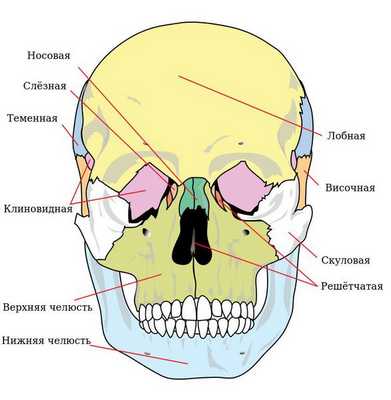 Кости лицевого отдела черепа