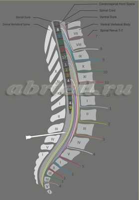В субарахноидальное пространство введён местный анестетик, он распространился вверх и блокирует нервы, свободно «плавающие» в ликворе.