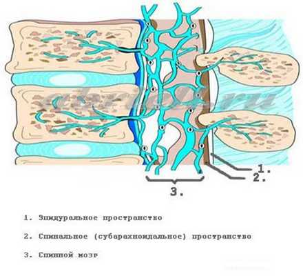 Спинной мозг и его оболочки в другой плоскости