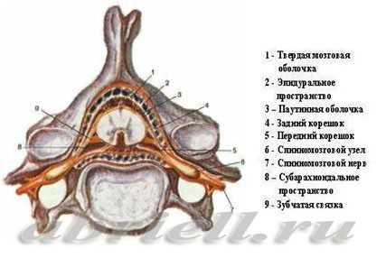 Спинной мозг и его оболочки, показанные на поперечном разрезе позвоночника.