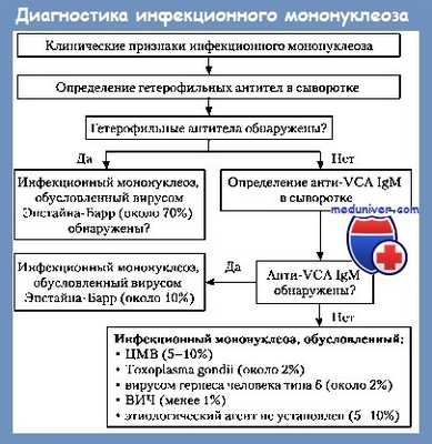 Диагностика инфекционного мононуклеоза