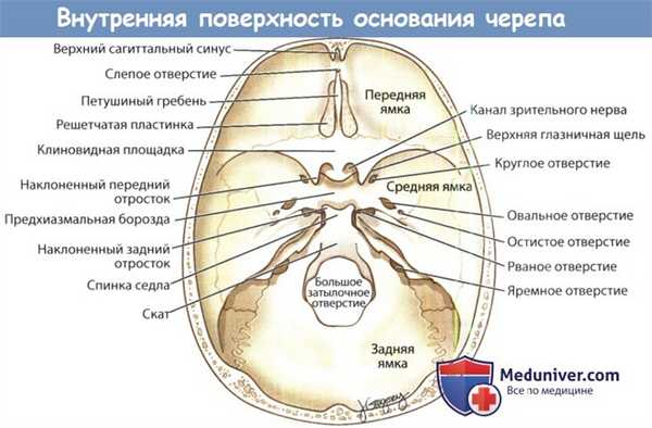 Внутренняя поверхность основания черепа