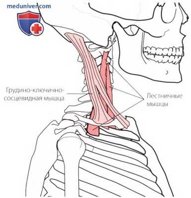 Осмотр шейного и грудного отделов позвоночника