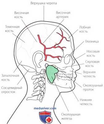 Осмотр шейного и грудного отделов позвоночника