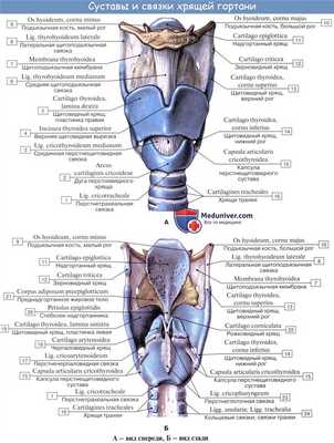 Анатомия человека: Хрящи гортани. Связки гортани. Соединения гортани. Суставы гортани