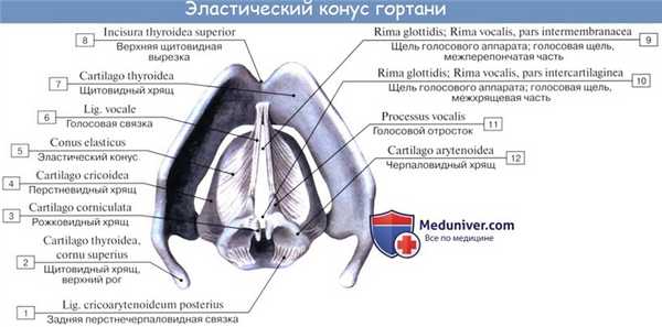 Анатомия человека: Хрящи гортани. Связки гортани. Соединения гортани. Суставы гортани