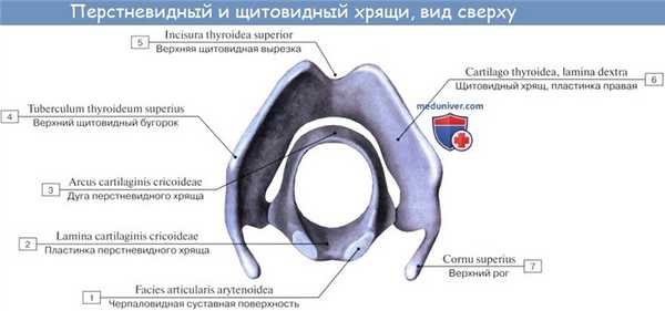 Анатомия человека: Хрящи гортани. Связки гортани. Соединения гортани. Суставы гортани