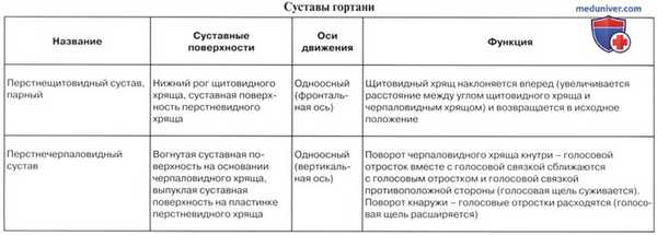 Анатомия человека: Хрящи гортани. Связки гортани. Соединения гортани. Суставы гортани