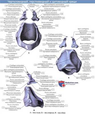 Анатомия человека: Хрящи гортани. Связки гортани. Соединения гортани. Суставы гортани