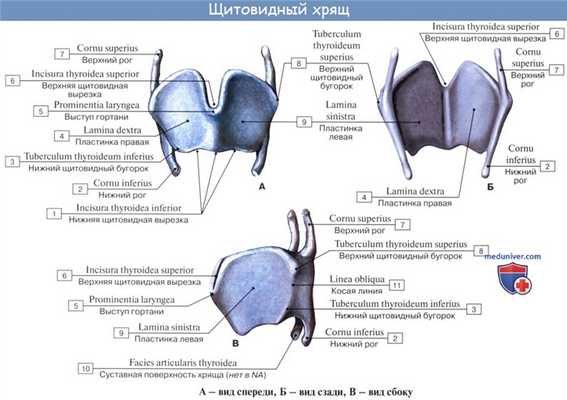 Анатомия человека: Хрящи гортани. Связки гортани. Соединения гортани. Суставы гортани