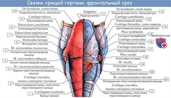 Анатомия человека: Хрящи гортани. Связки гортани. Соединения гортани. Суставы гортани