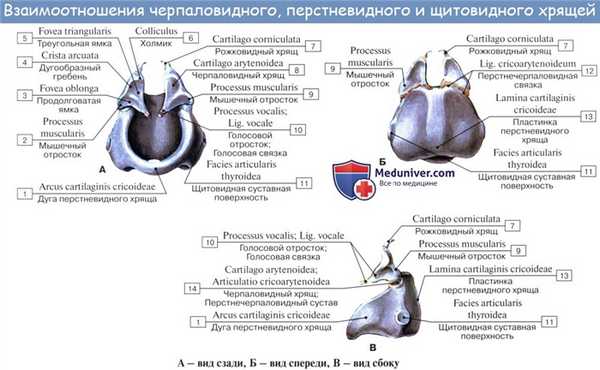 Анатомия человека: Хрящи гортани. Связки гортани. Соединения гортани. Суставы гортани