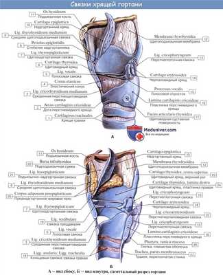 Анатомия человека: Хрящи гортани. Связки гортани. Соединения гортани. Суставы гортани