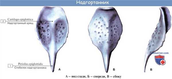 Анатомия человека: Хрящи гортани. Связки гортани. Соединения гортани. Суставы гортани