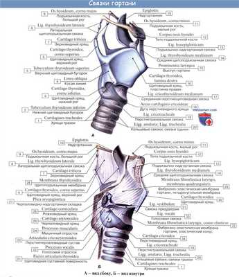 Анатомия человека: Хрящи гортани. Связки гортани. Соединения гортани. Суставы гортани