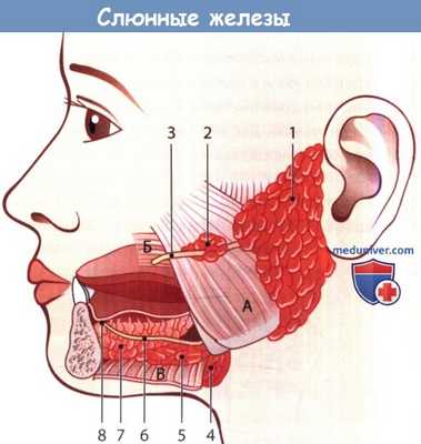 Слюнные железы