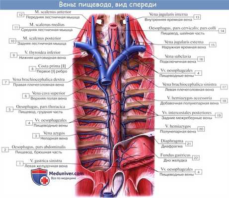 Анатомия : Пищевод. Строение пищевода. Мышцы пищевода. Кровоснабжение и иннервация пищевода. Рентгеноанатомия пищевода. Эндоскопия пищевода