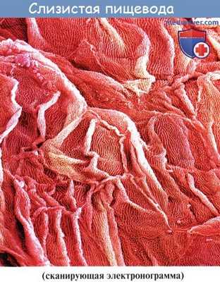 Анатомия : Пищевод. Строение пищевода. Мышцы пищевода. Кровоснабжение и иннервация пищевода. Рентгеноанатомия пищевода. Эндоскопия пищевода