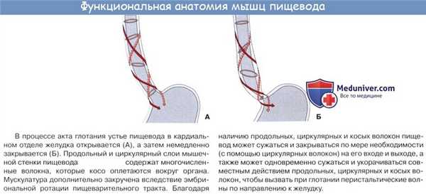 Анатомия : Пищевод. Строение пищевода. Мышцы пищевода. Кровоснабжение и иннервация пищевода. Рентгеноанатомия пищевода. Эндоскопия пищевода