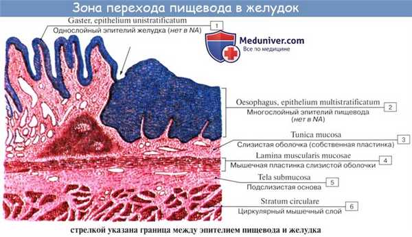 Анатомия : Пищевод. Строение пищевода. Мышцы пищевода. Кровоснабжение и иннервация пищевода. Рентгеноанатомия пищевода. Эндоскопия пищевода