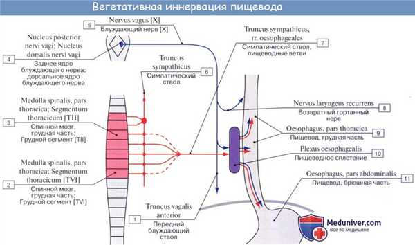 Анатомия : Пищевод. Строение пищевода. Мышцы пищевода. Кровоснабжение и иннервация пищевода. Рентгеноанатомия пищевода. Эндоскопия пищевода
