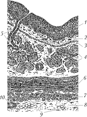Строение пищевода [7]