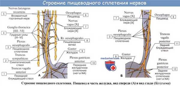 Анатомия: Иннервация пищевода