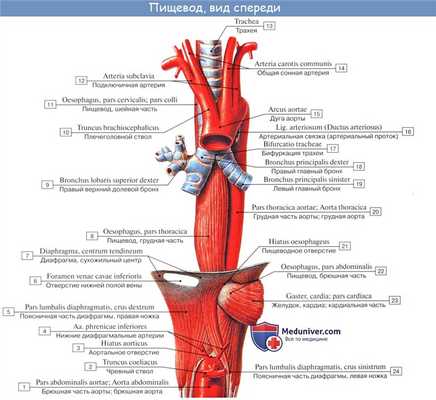 Анатомия : Пищевод. Строение пищевода. Мышцы пищевода. Кровоснабжение и иннервация пищевода. Рентгеноанатомия пищевода. Эндоскопия пищевода