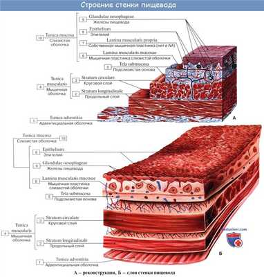 Анатомия : Пищевод. Строение пищевода. Мышцы пищевода. Кровоснабжение и иннервация пищевода. Рентгеноанатомия пищевода. Эндоскопия пищевода