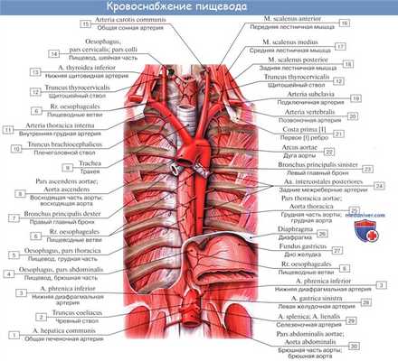 Анатомия : Пищевод. Строение пищевода. Мышцы пищевода. Кровоснабжение и иннервация пищевода. Рентгеноанатомия пищевода. Эндоскопия пищевода