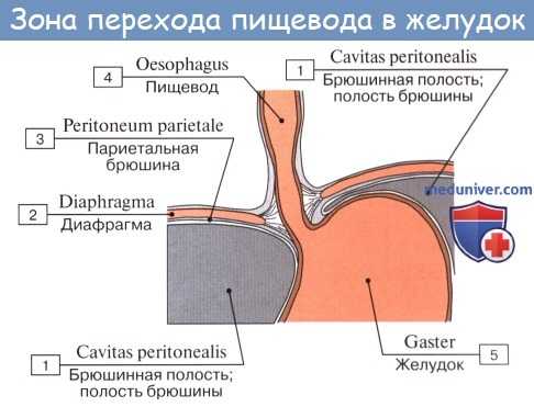 Анатомия : Пищевод. Строение пищевода. Мышцы пищевода. Кровоснабжение и иннервация пищевода. Рентгеноанатомия пищевода. Эндоскопия пищевода