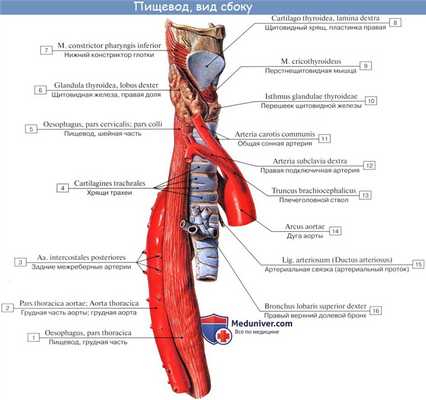 Анатомия : Пищевод. Строение пищевода. Мышцы пищевода. Кровоснабжение и иннервация пищевода. Рентгеноанатомия пищевода. Эндоскопия пищевода