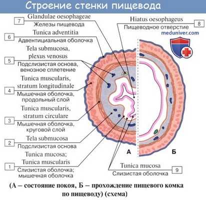 Анатомия : Пищевод. Строение пищевода. Мышцы пищевода. Кровоснабжение и иннервация пищевода. Рентгеноанатомия пищевода. Эндоскопия пищевода