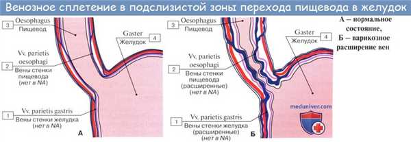 Анатомия : Пищевод. Строение пищевода. Мышцы пищевода. Кровоснабжение и иннервация пищевода. Рентгеноанатомия пищевода. Эндоскопия пищевода