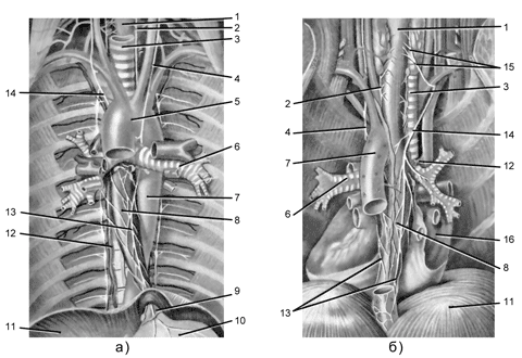 Топография пищевода, его сосуды и нервы: а) вид спереди, б) вид сзади