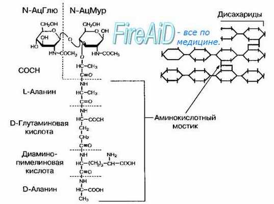 Клеточная стенка бактерий. Функции клеточной стенки. Строение клеточной стенки бактерии. Пептидогликан. Муреиновый мешок. Структура пептидогликана (муреина)