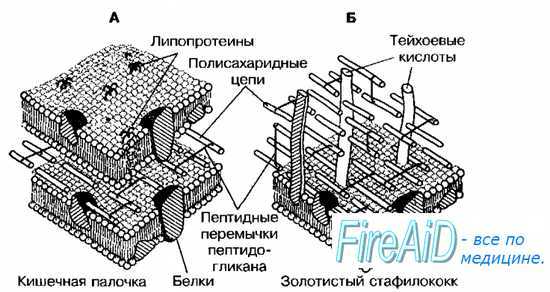 Клеточная оболочка грамотрицательных бактерий