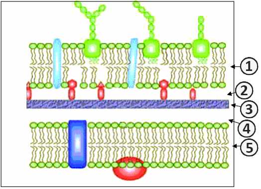 Грамотрицательные бактерии - Клеточная стенка грамотрицательных бактерий