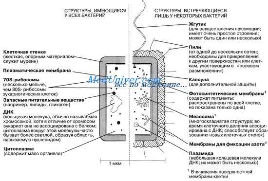 строение бактерий