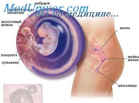 плацентация эмбриона