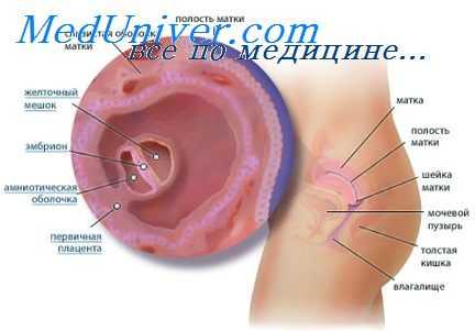 строение плаценты
