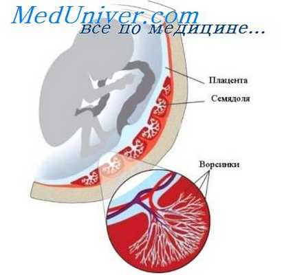 плацентация