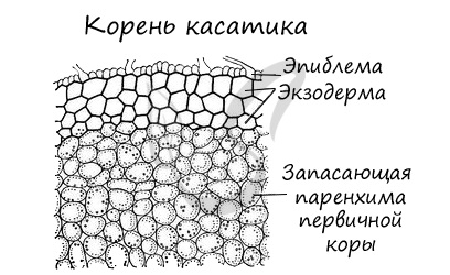 Корень касатика